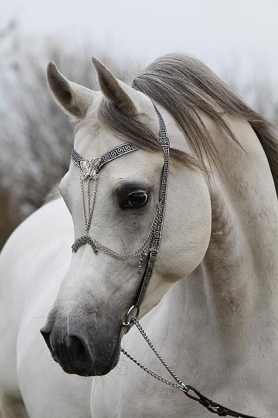 Arabian Beauty wearing by Najjar